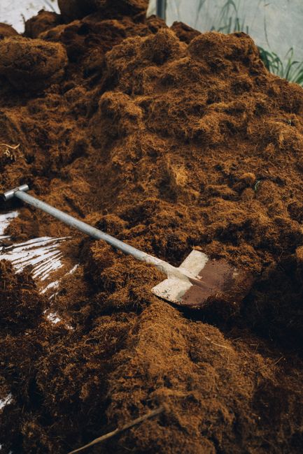 Kompostą įmaišanti ranka į dirvą paruošia lysvę, siejant tręšimą su sėjomaina