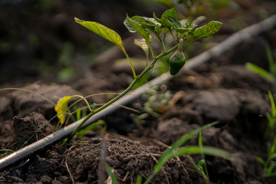 Lašelinio drėkinimo sistema laistanti lysvę ankstyvą vasarą